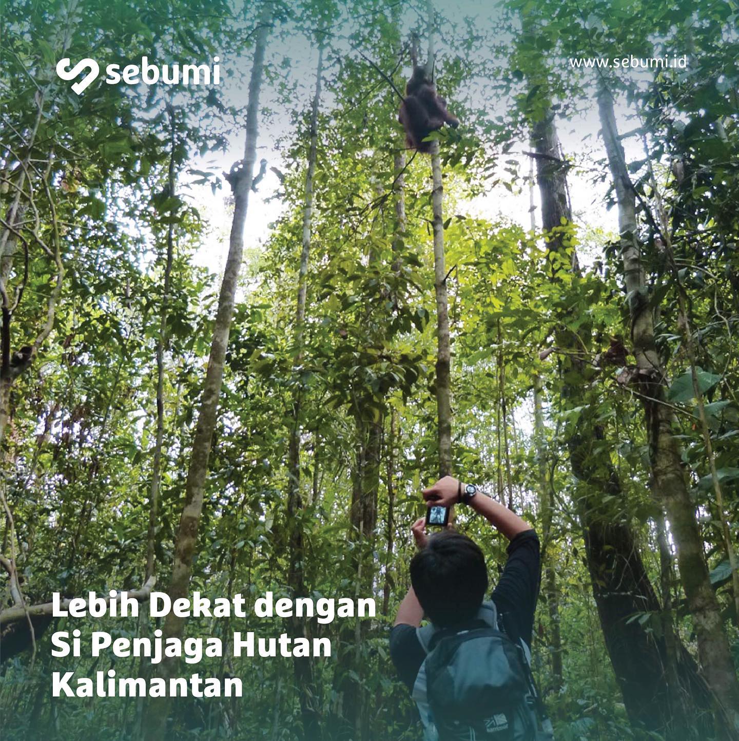 Sebumi - Bertepatan dengan Pekan Peduli Orangutan 2020... | Facebook