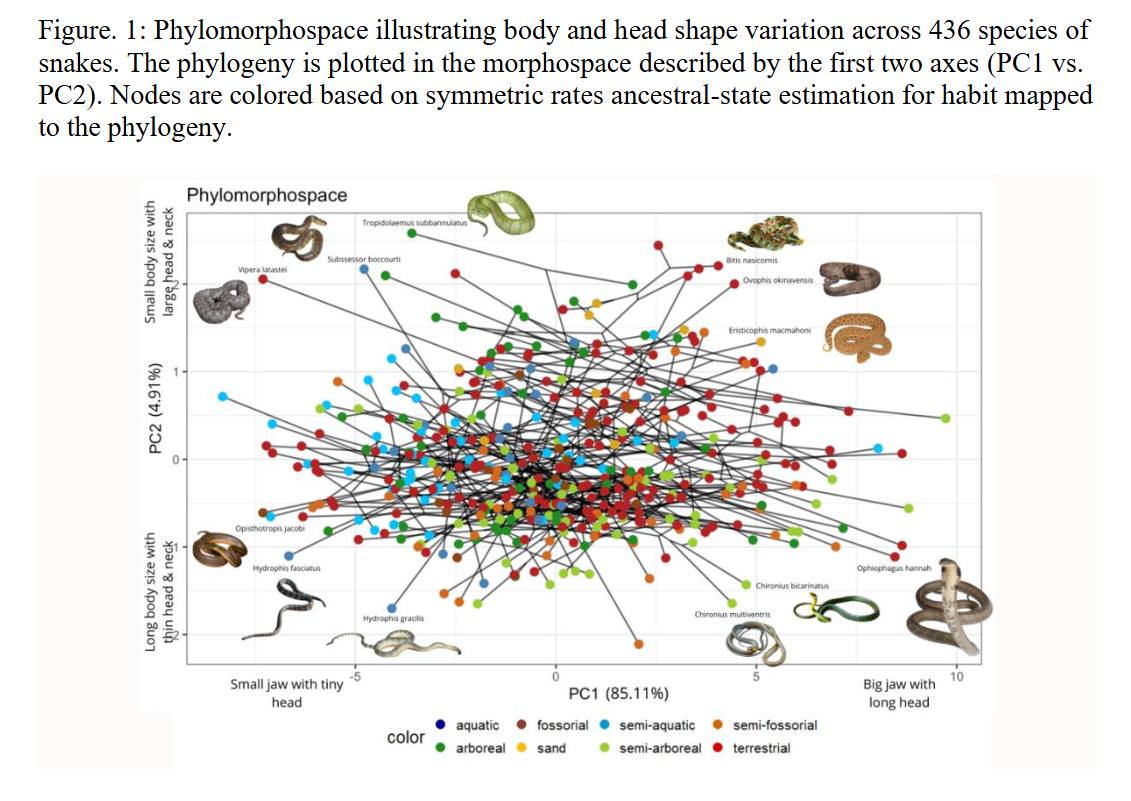 Amphibian - CALL FOR PAPERS: Biobanking Amphibians 2018 We are ...