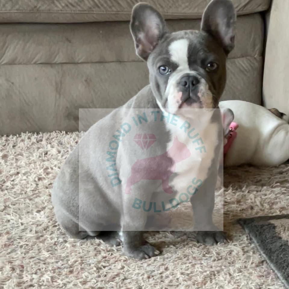 Our new addition to the... - Diamond in the Ruff Bulldogs | Facebook