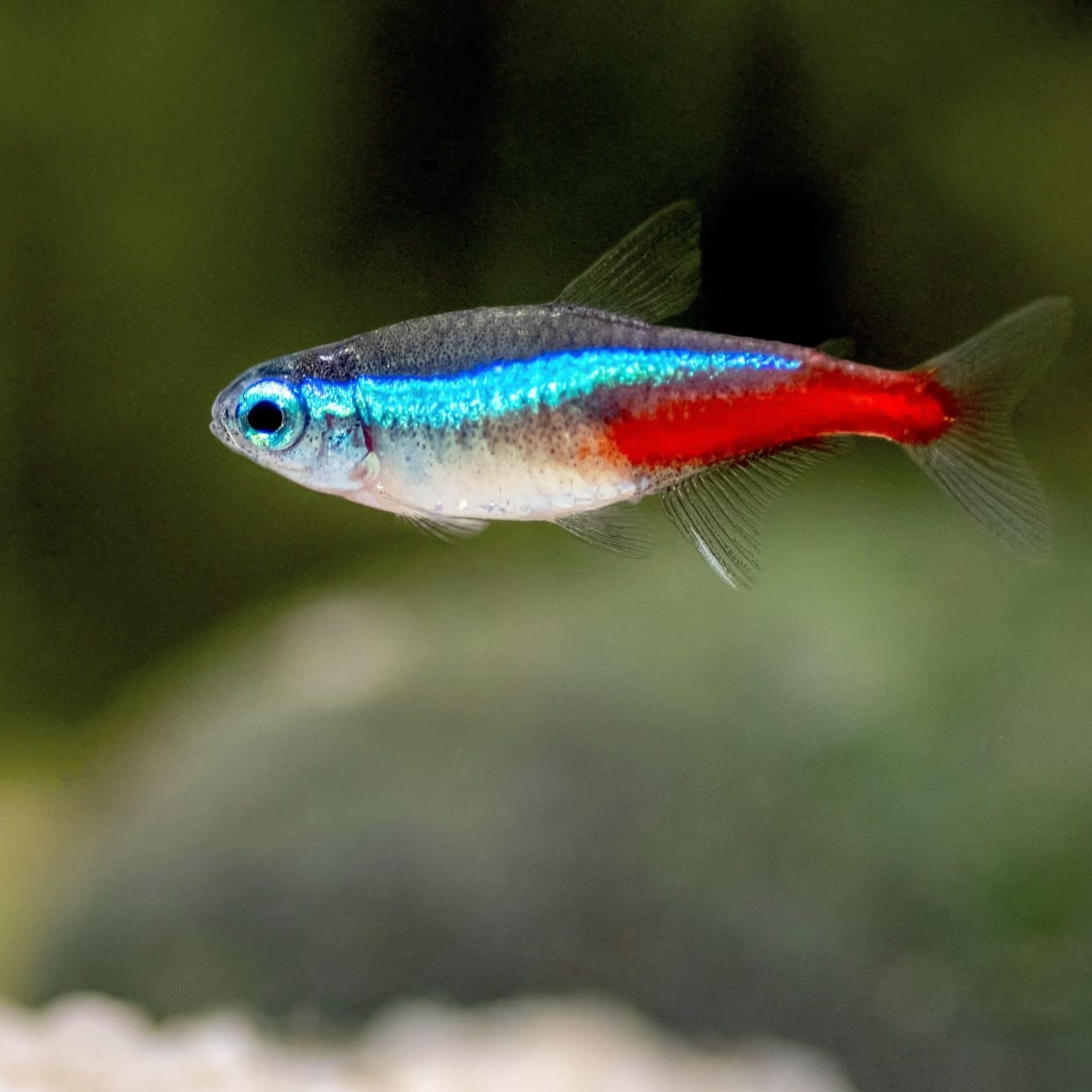 Al BADR Ornamental Fish Tr