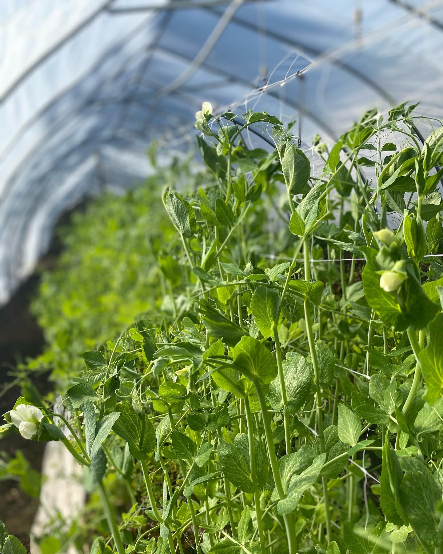 Little Roots Farm