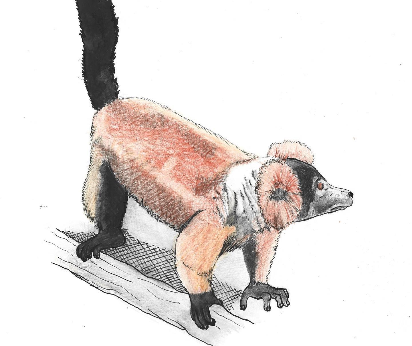 Adam - Red ruffed lemur • • • #illustration #illustrationartists # ...