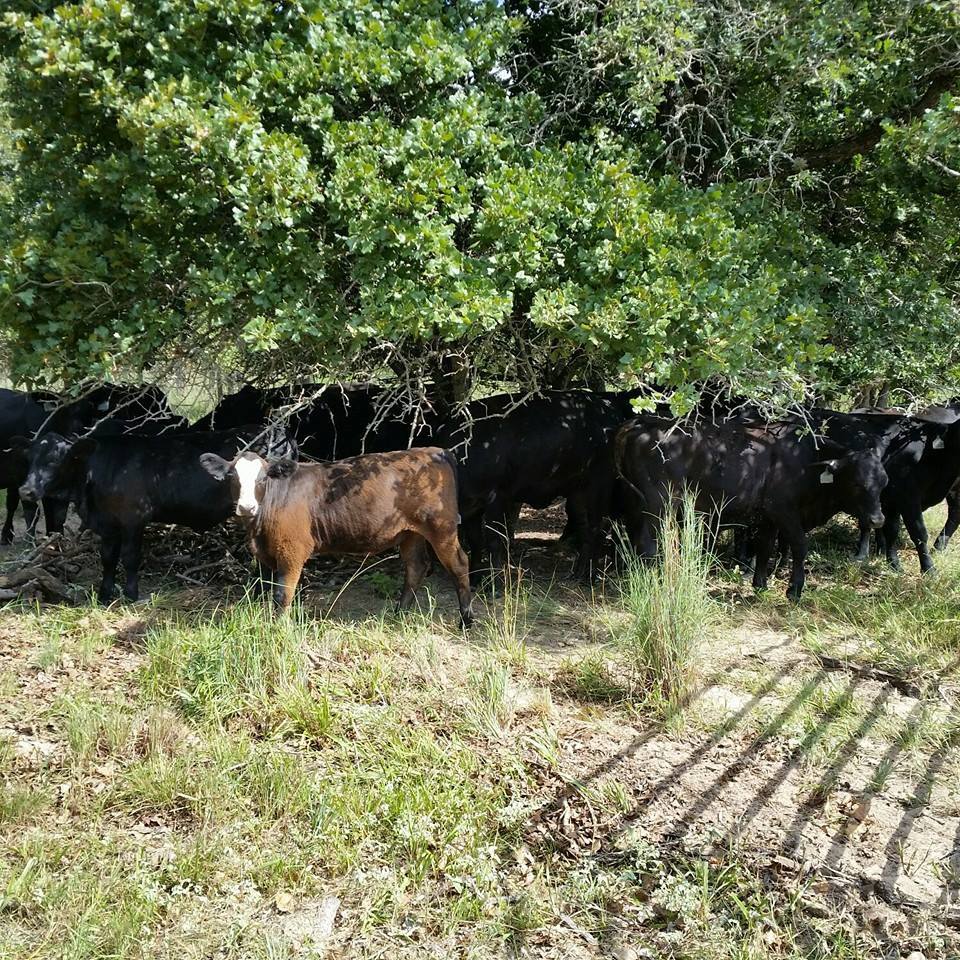 Oak Ridge Ranch - Oak Ridge Ranch added a new photo.