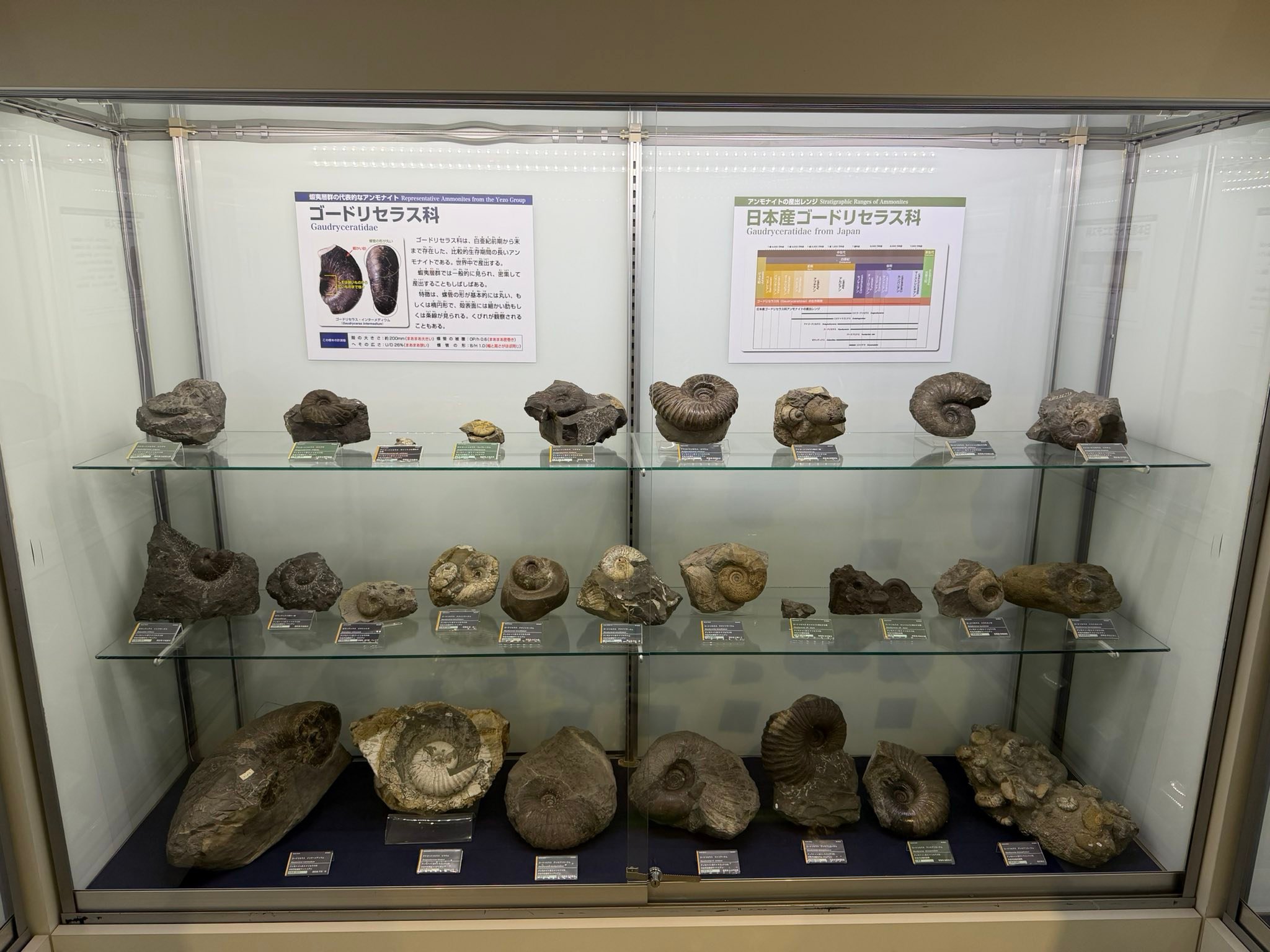 Cephalopods - Present and Past Network