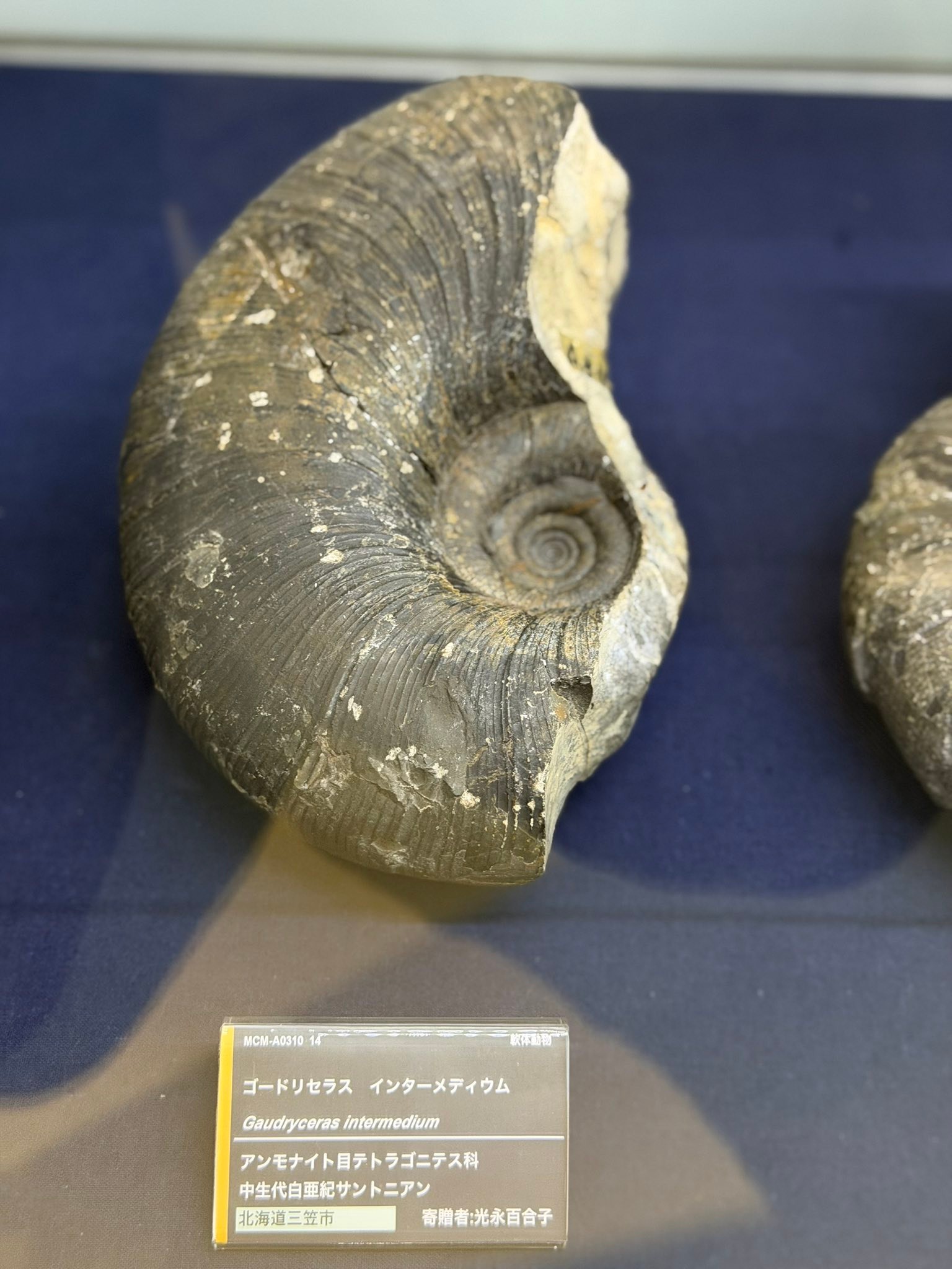 その他 Gaudryceras mite MIKASA HOKKAIDO JAPAN Cephalopods - Present and Past Network