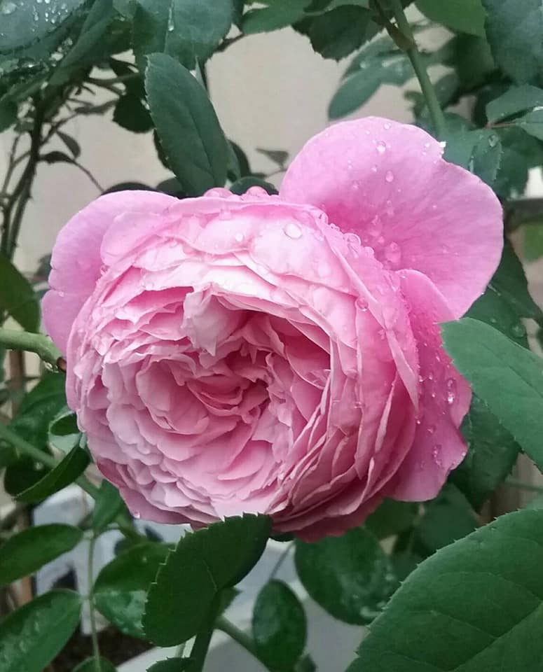 Mayuree Rose Gallery added a new photo. - Mayuree Rose Gallery