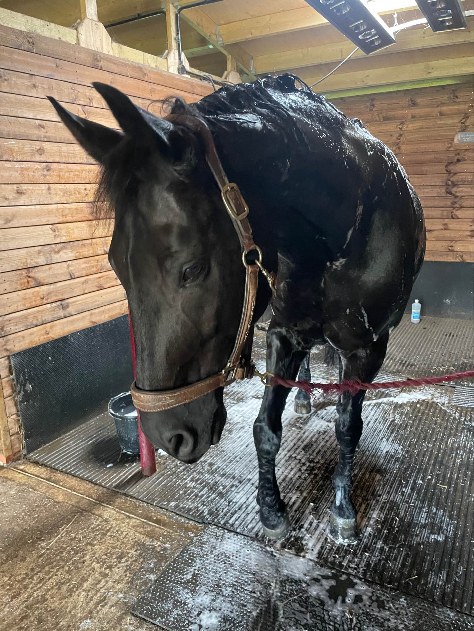 Stable help