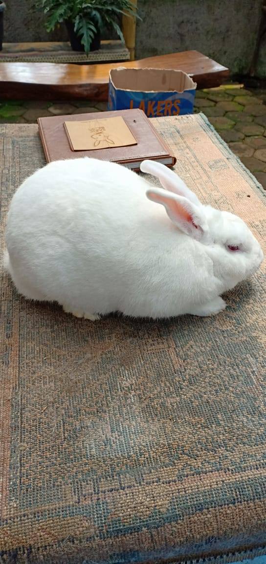 Rabbit Farmers Pakistan