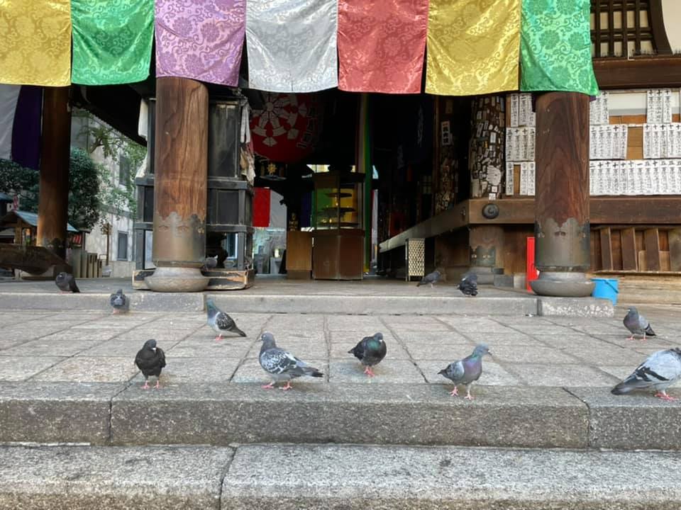 Japanese word for pigeon is hato