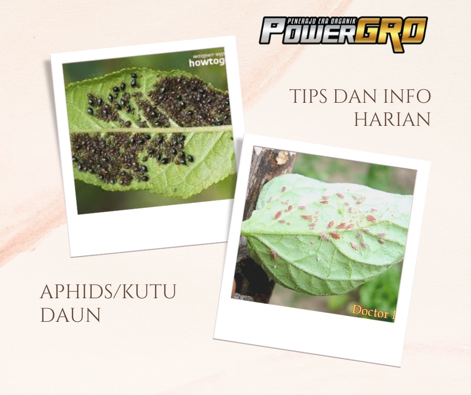 PowerGro Tengah - APHIDS/KUTU DAUN . . GEJALA: Daun tumbuh bintik ...