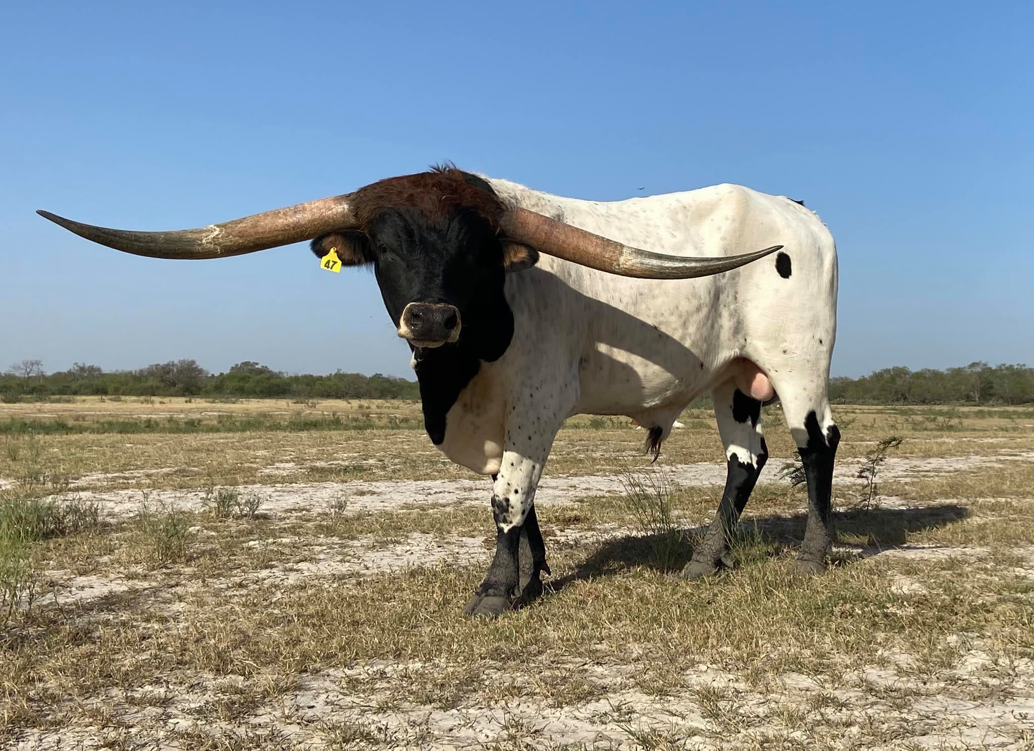 Craft Ranch Longhorns | Artesia Wells TX