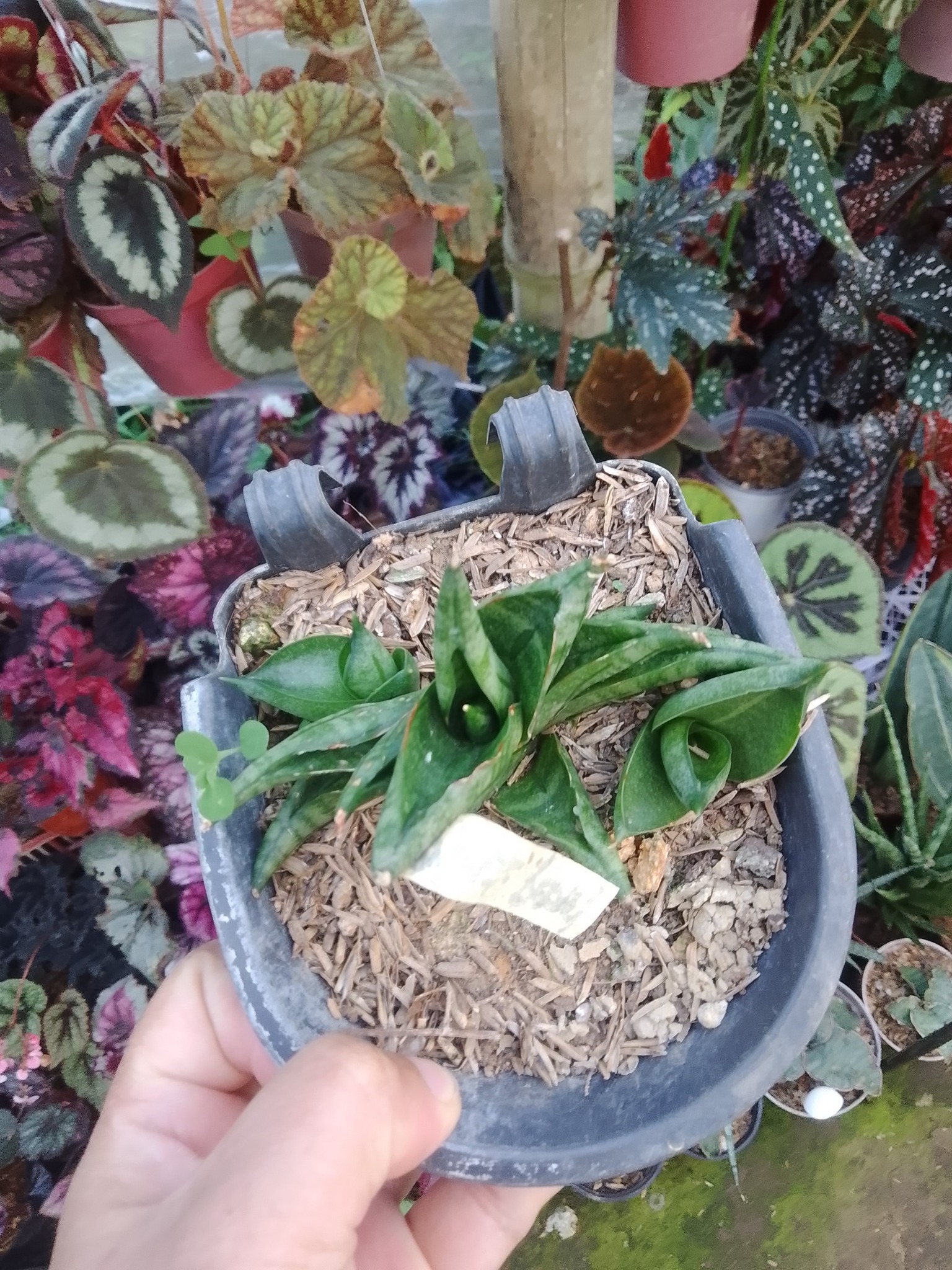 Sansevieria black pearl variegated plant