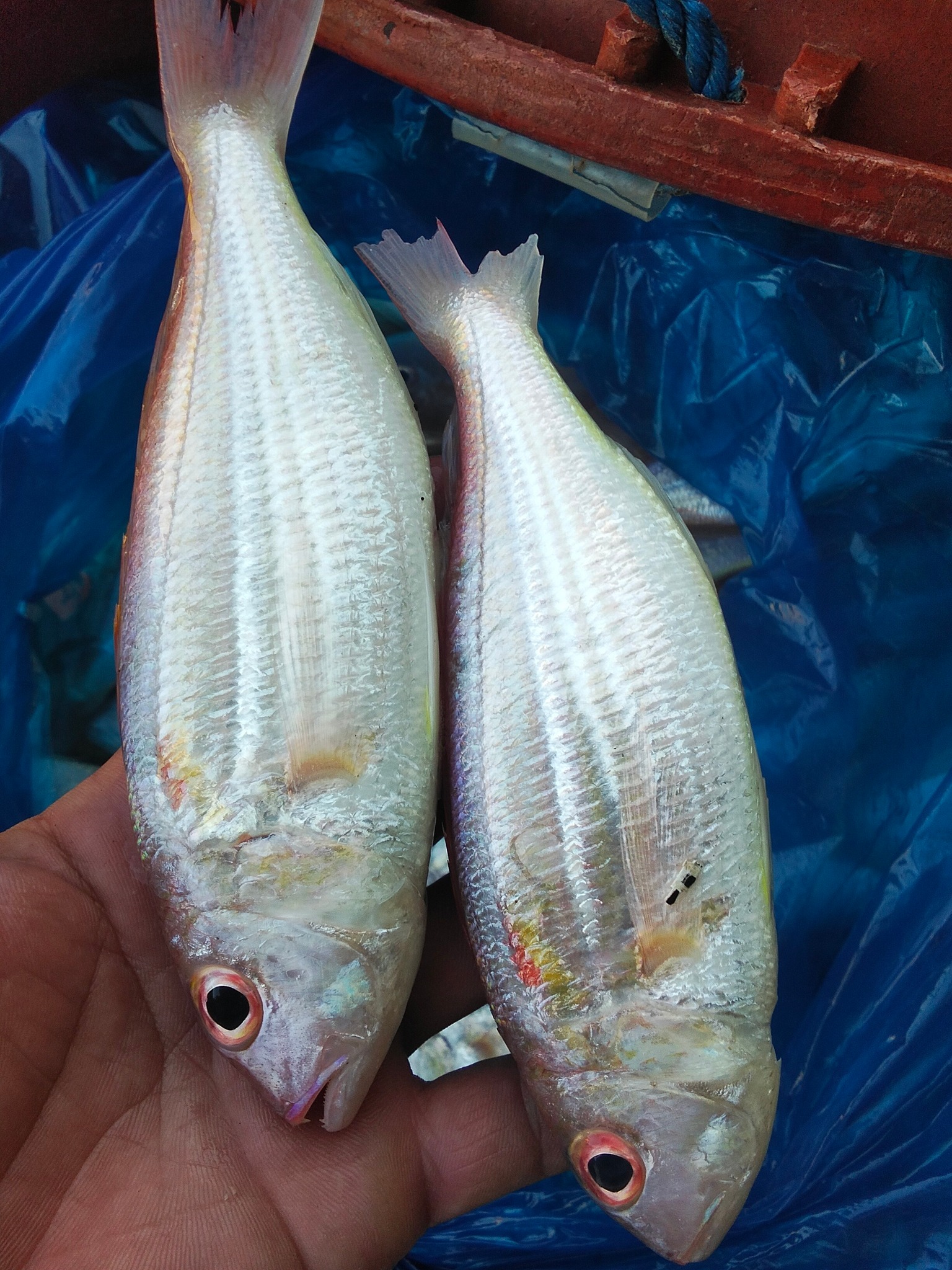 Available isda subong | Facebook