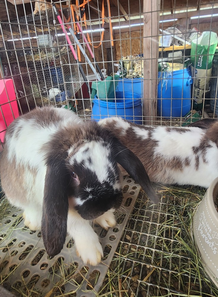 West Texas Rabbits, Supplies, Shows | Mini lops in Lubbock🥰 4 available ...