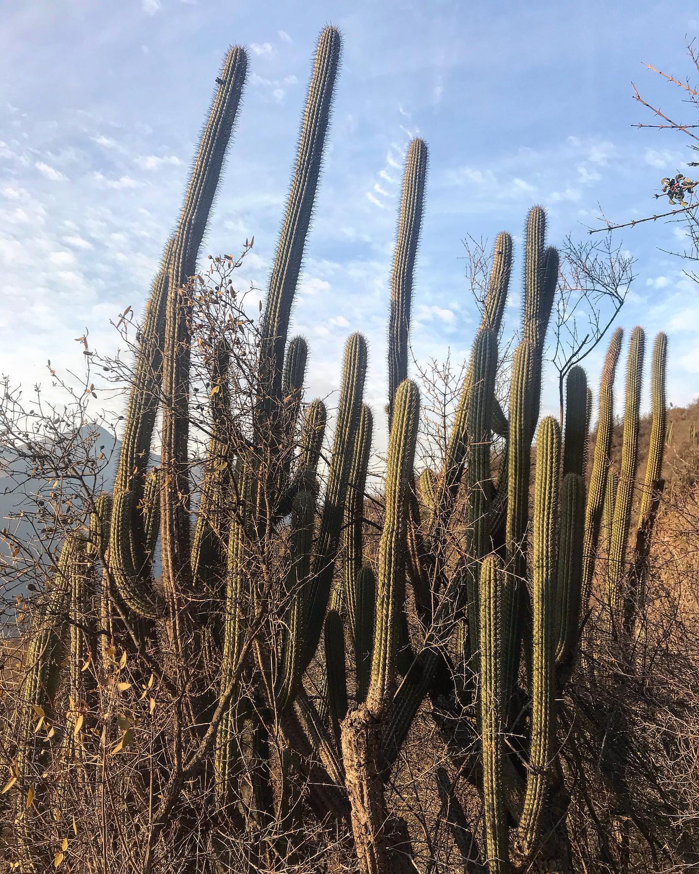 Echinopsis chiloensis , endémica de... - Jardin Nativo Olmue | Facebook