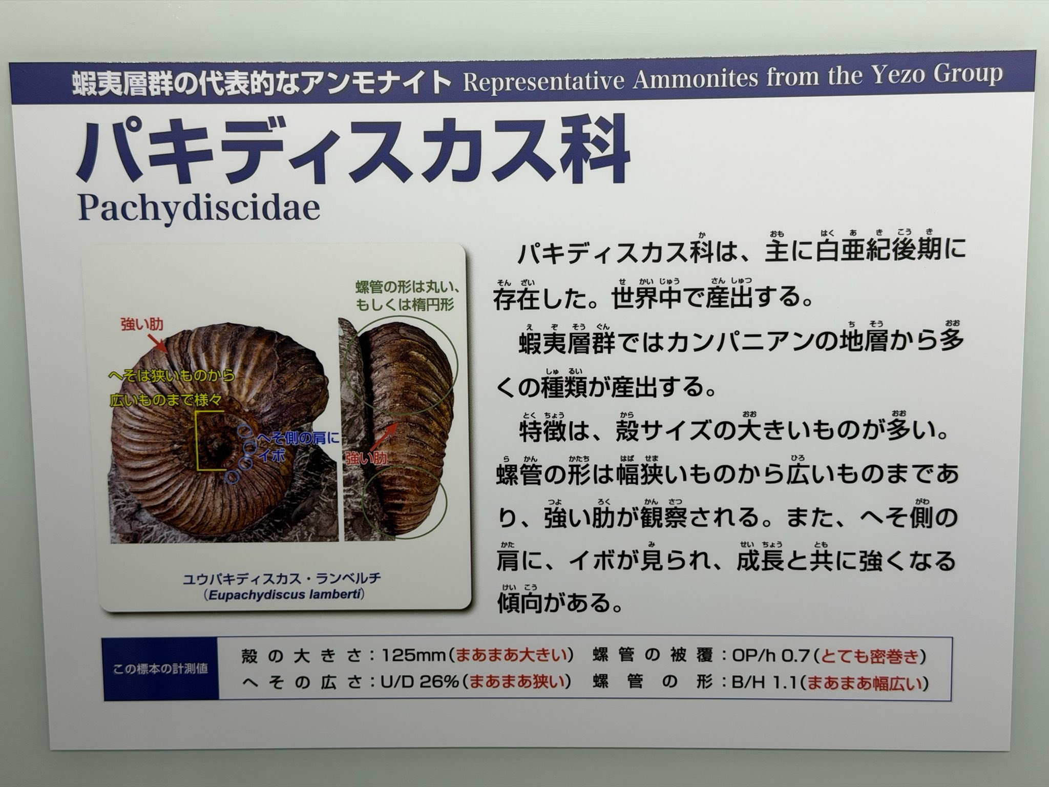Cephalopods - Present and Past Network
