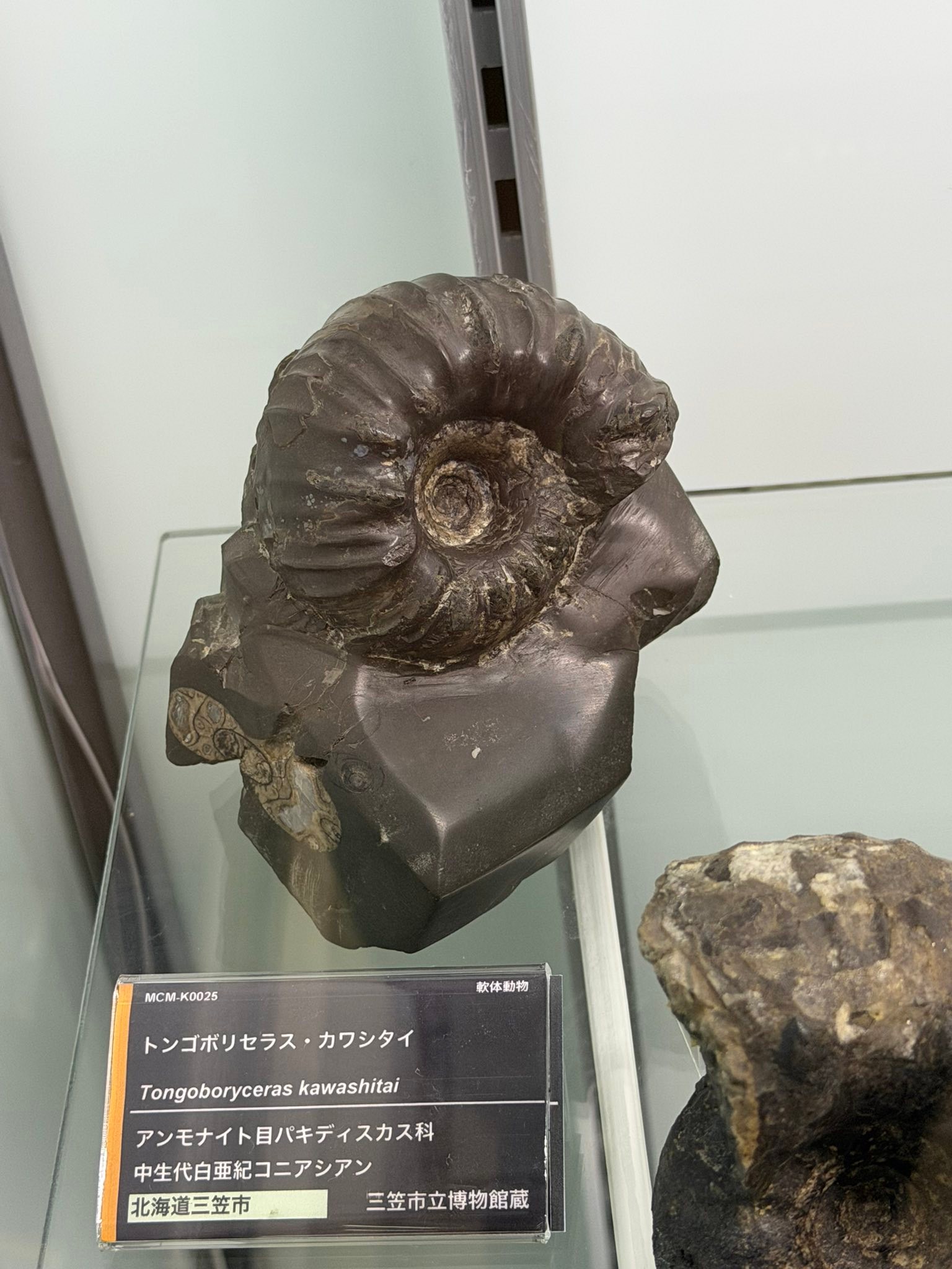 Cephalopods - Present and Past Network