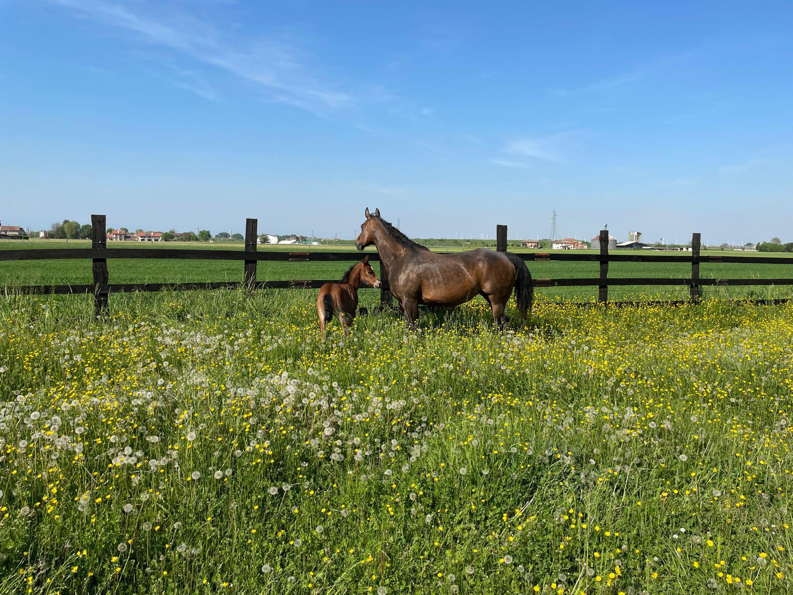 Pink Ranch | Villaganzerla