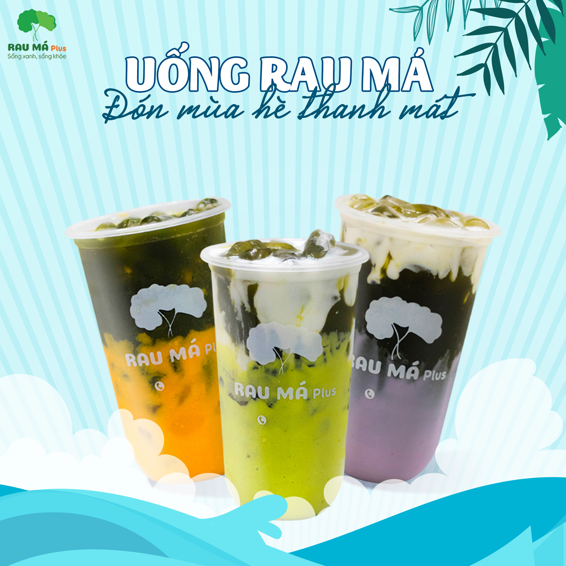 Rau Má Plus | Hanoi