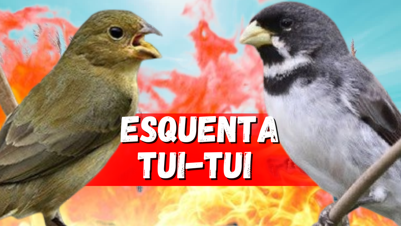 Esquenta Tui-Tui | Facebook