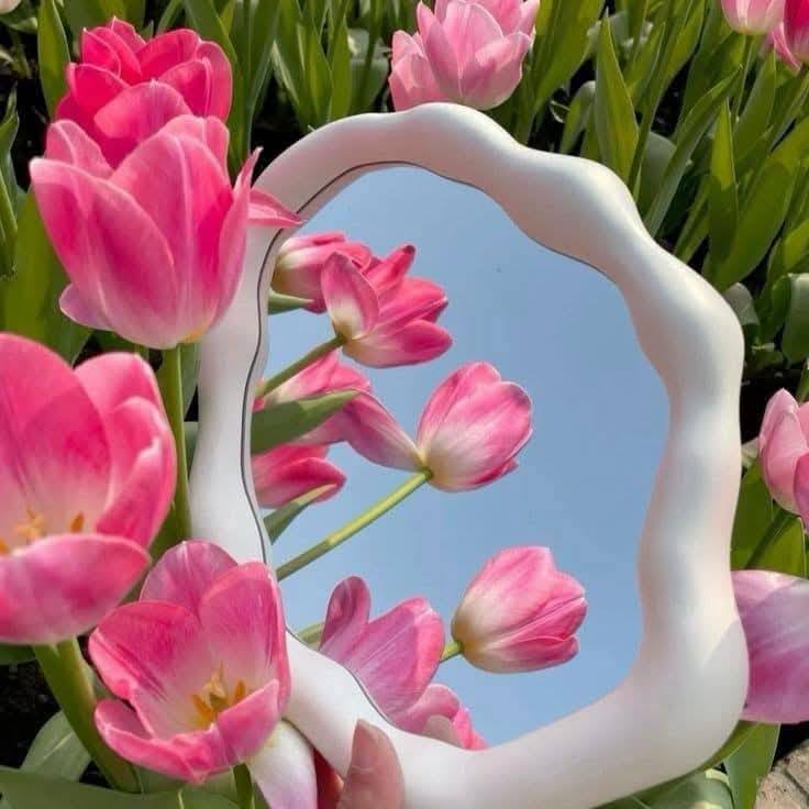 Tulip 🌷