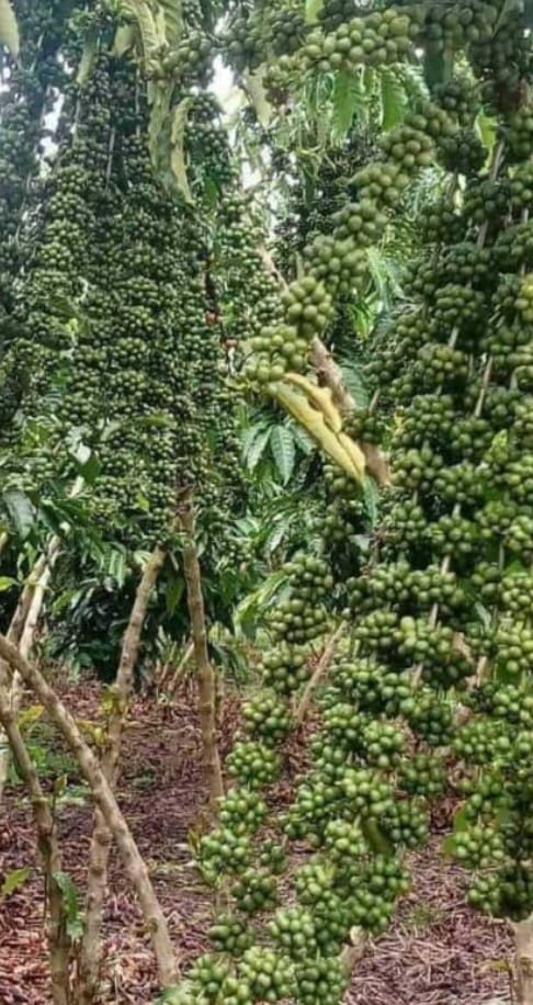 The Coffee story