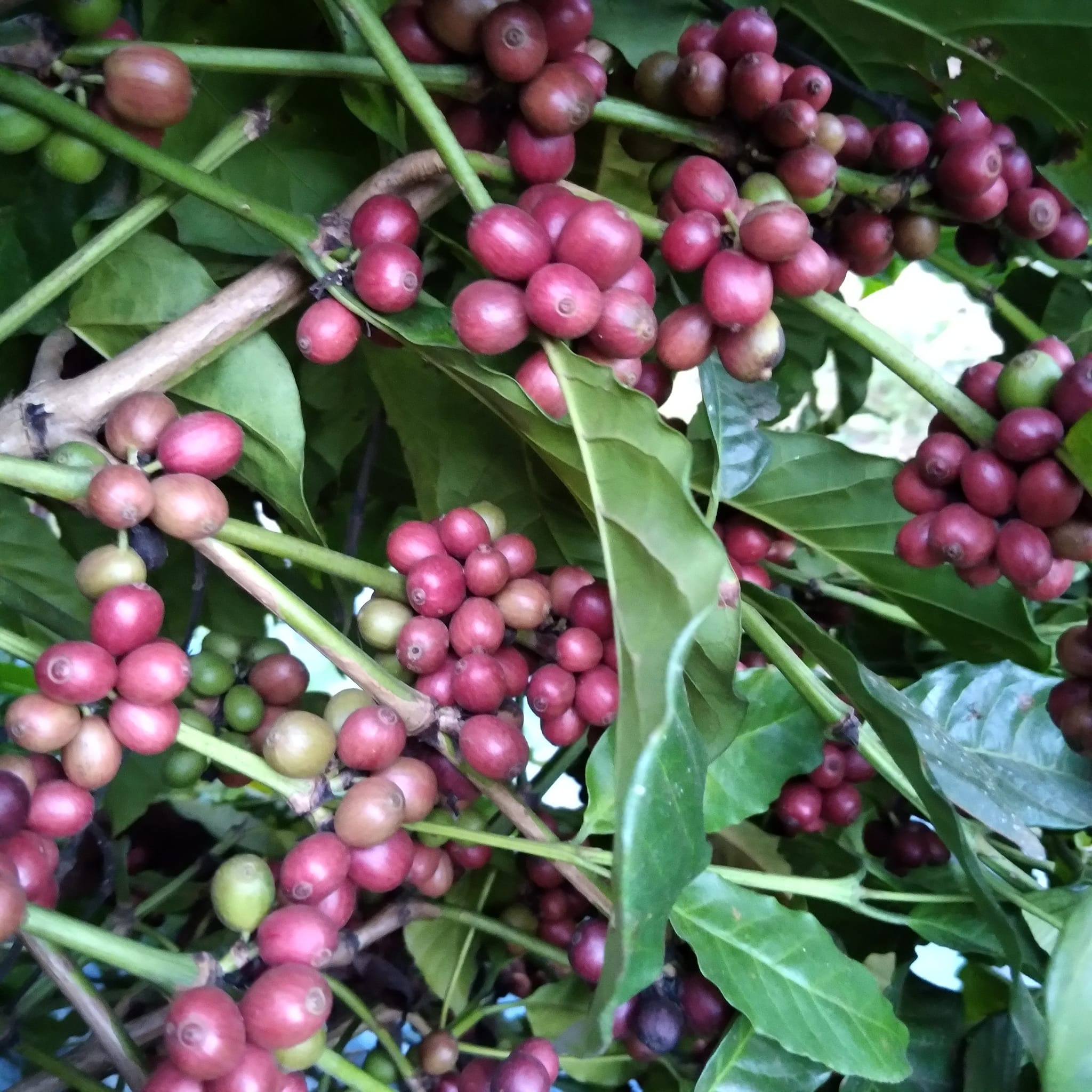 The Coffee story