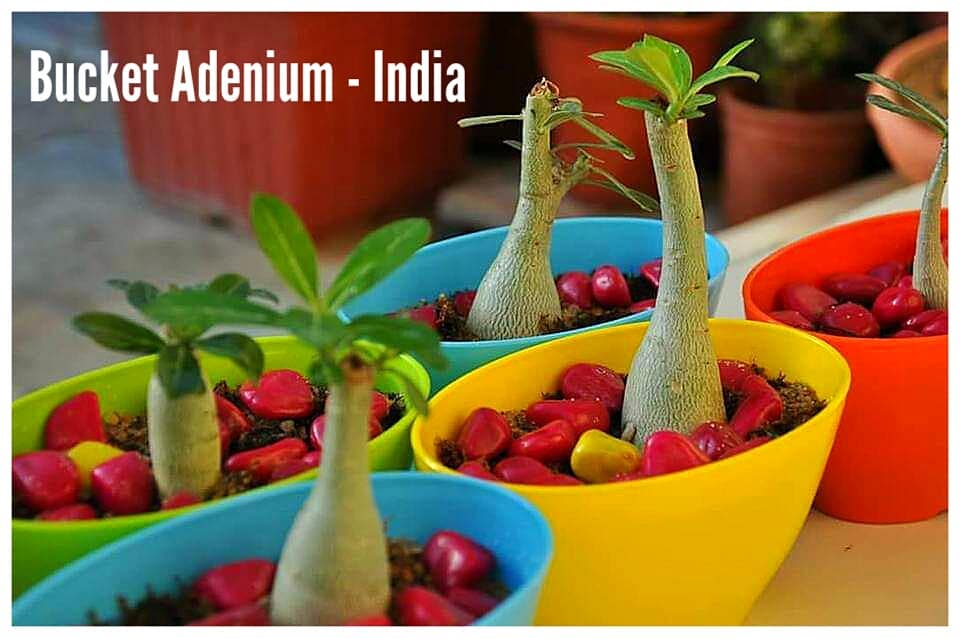 Bucket Adenium - India - Happy Valentine Day from Bucket Adenium 🍁 ...