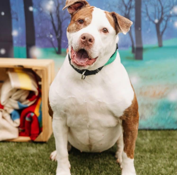 Help adopt or foster dogs in Philadelphia