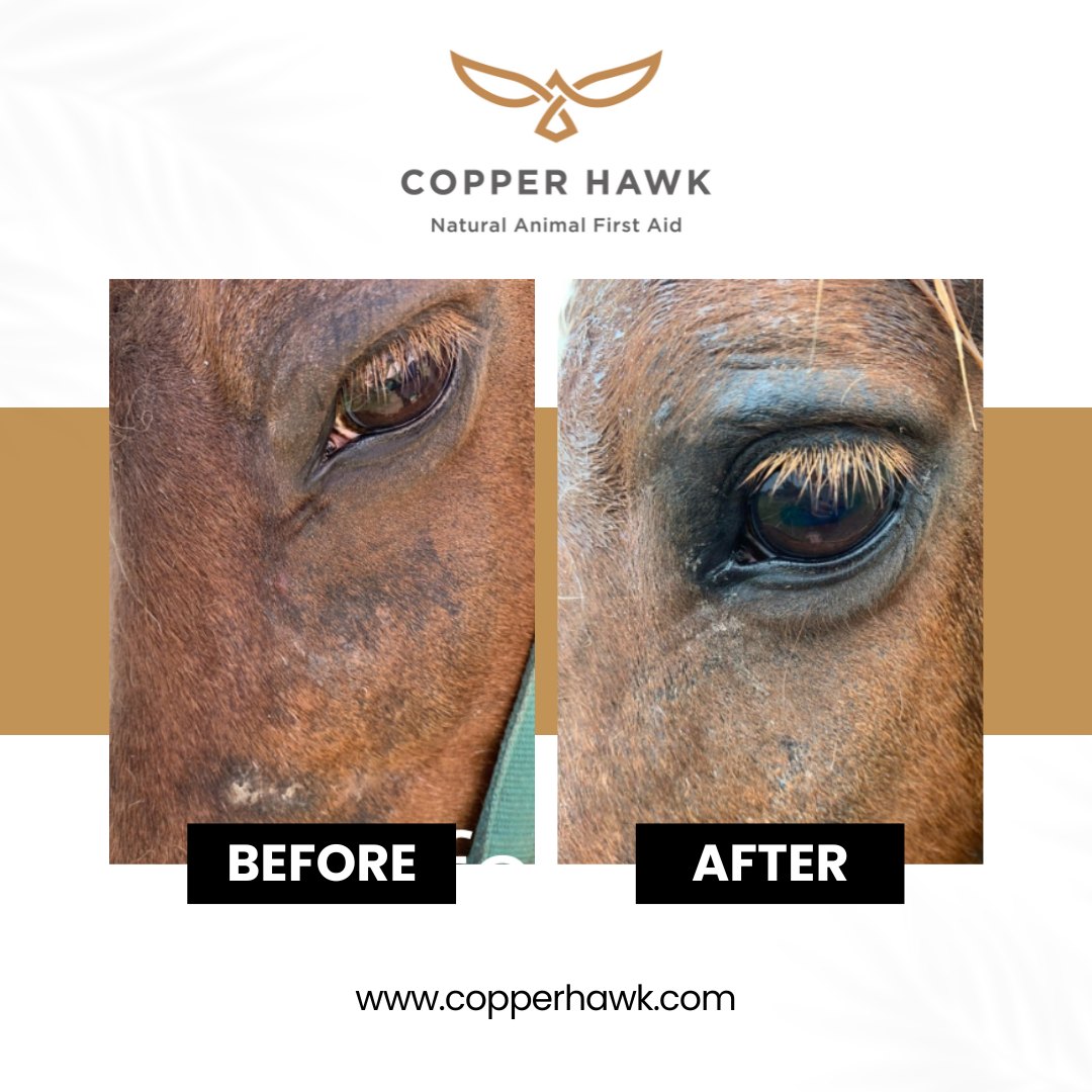 Copper Hawk - 🌟 Witness the Power of Copper Hawk 🌟 Check...