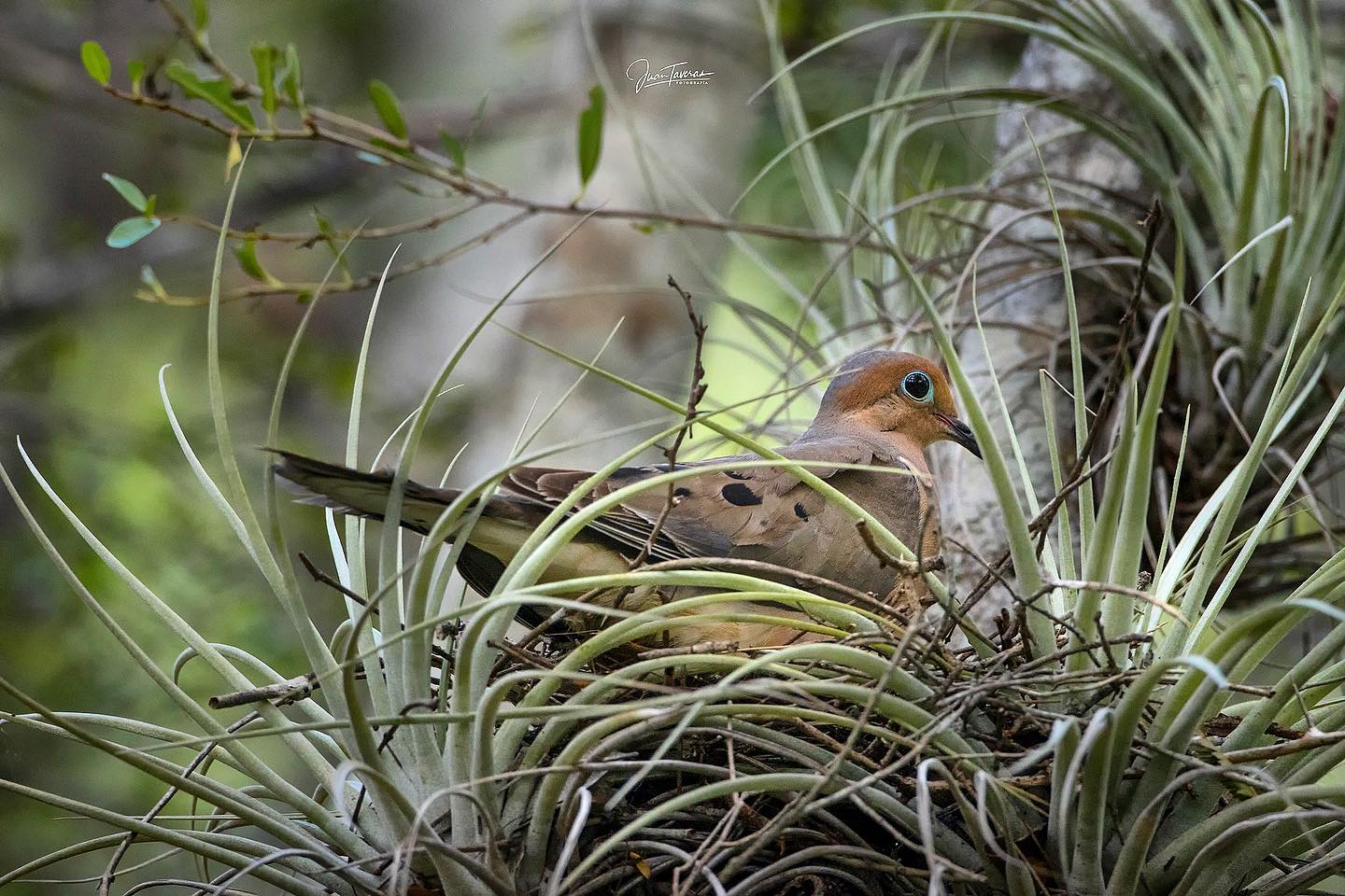 Juan Taveras Fotografía - Tortola Rabiche, Mourning Dove (Zenaida ...