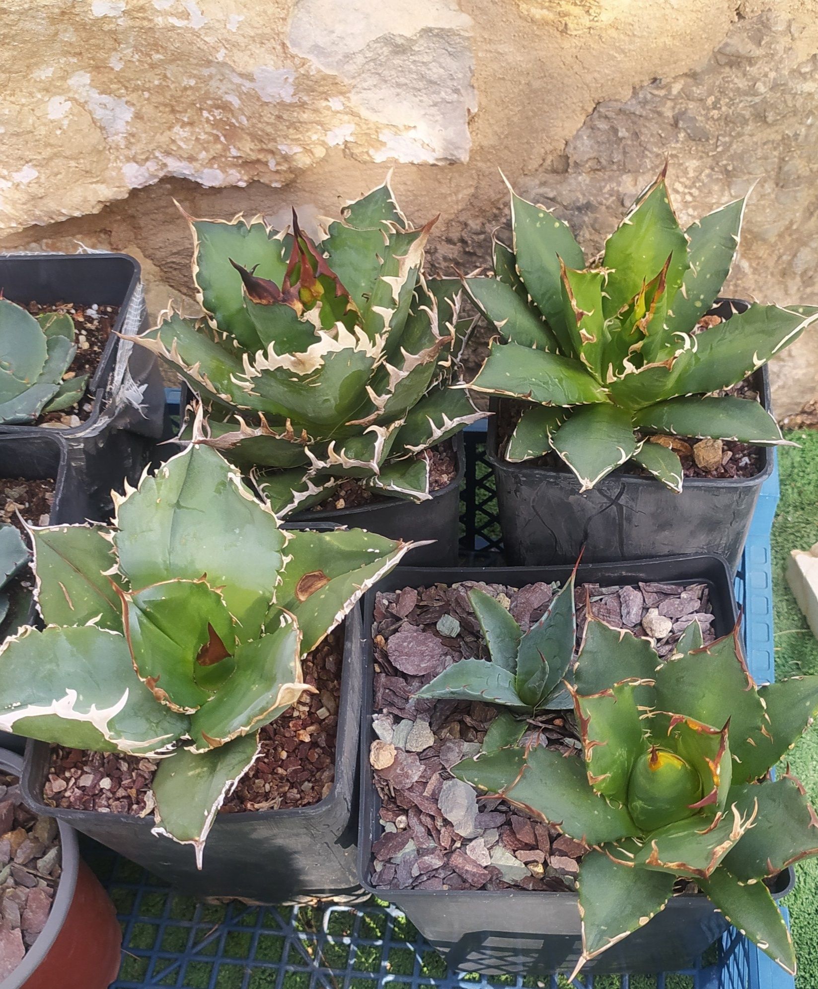 Agave titanota 'Red Catweasel' one of the toothy beauties we grow