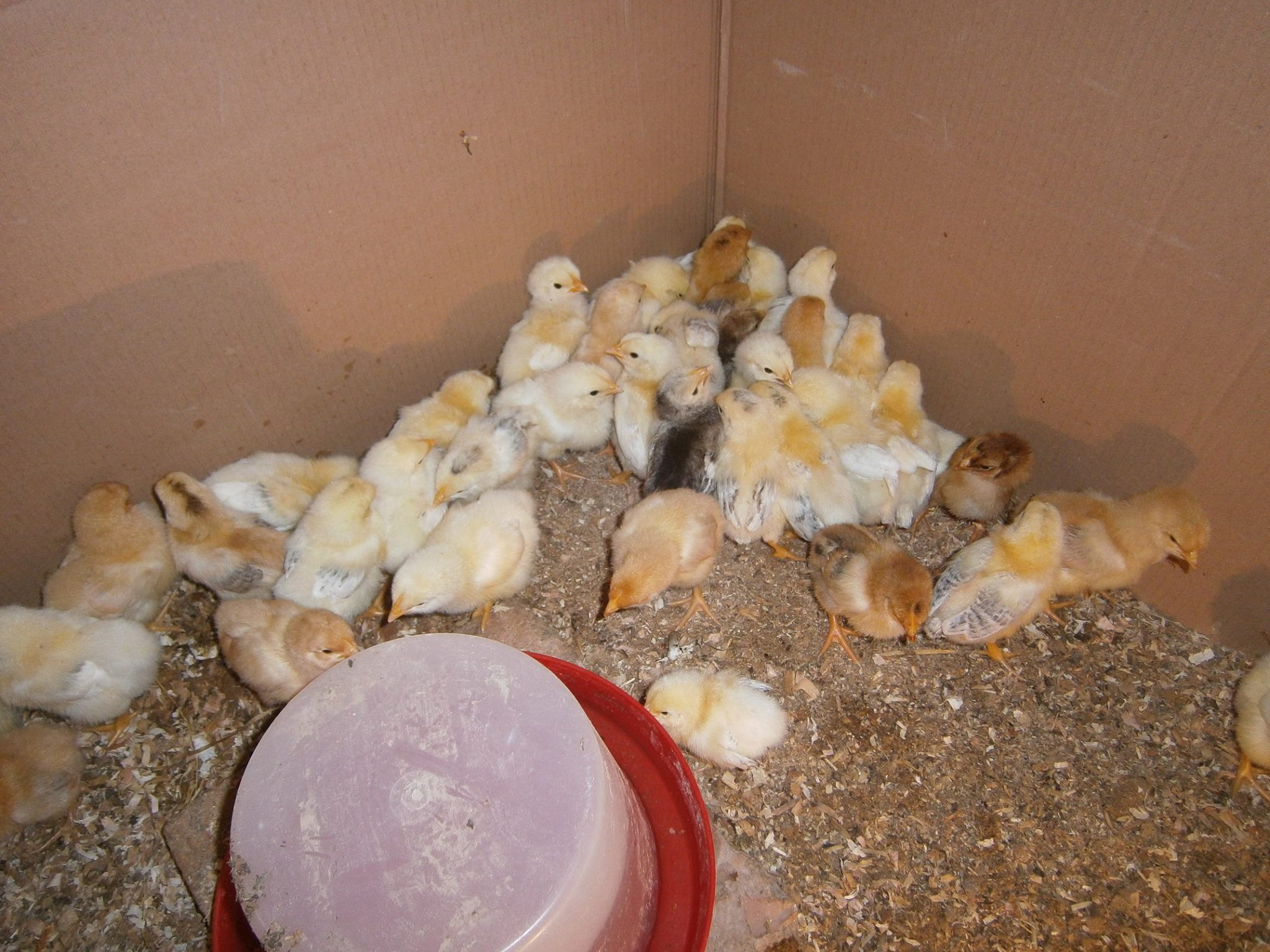 Pollo Rustichello della Pedemontana Trevigiana - Home