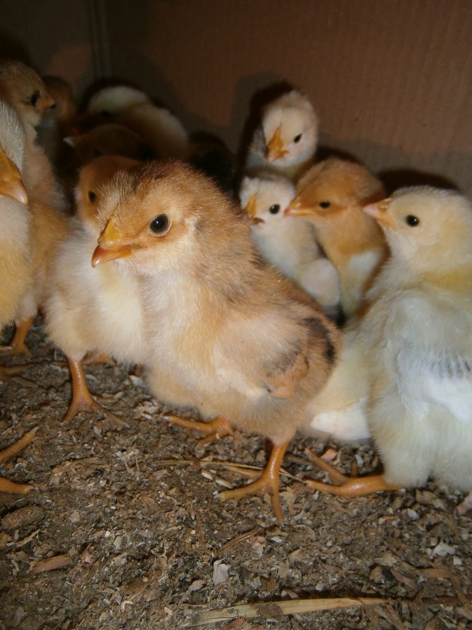 Pollo Rustichello della Pedemontana Trevigiana - Home