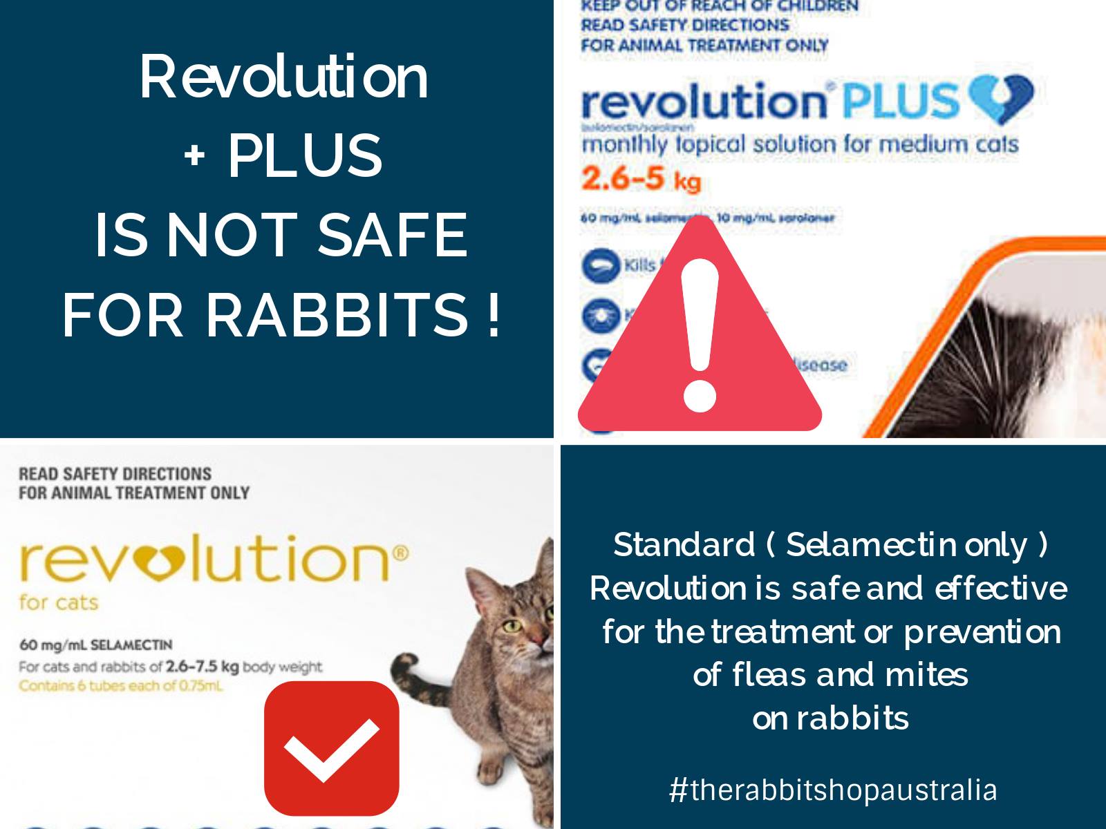 Curated visual reference: Gallery Detail: The Rabbit Urgent Bunny News We Inrupt Our Wonderful Posts