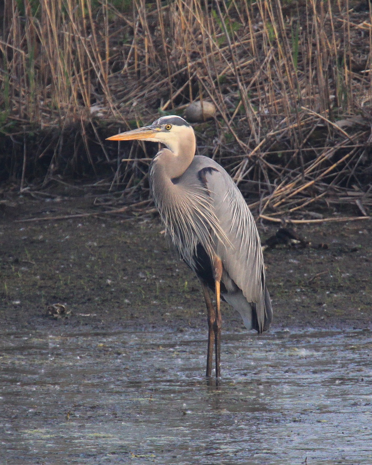 Indiana - Great Blue Herons are a common sight at the Indiana Dunes ...