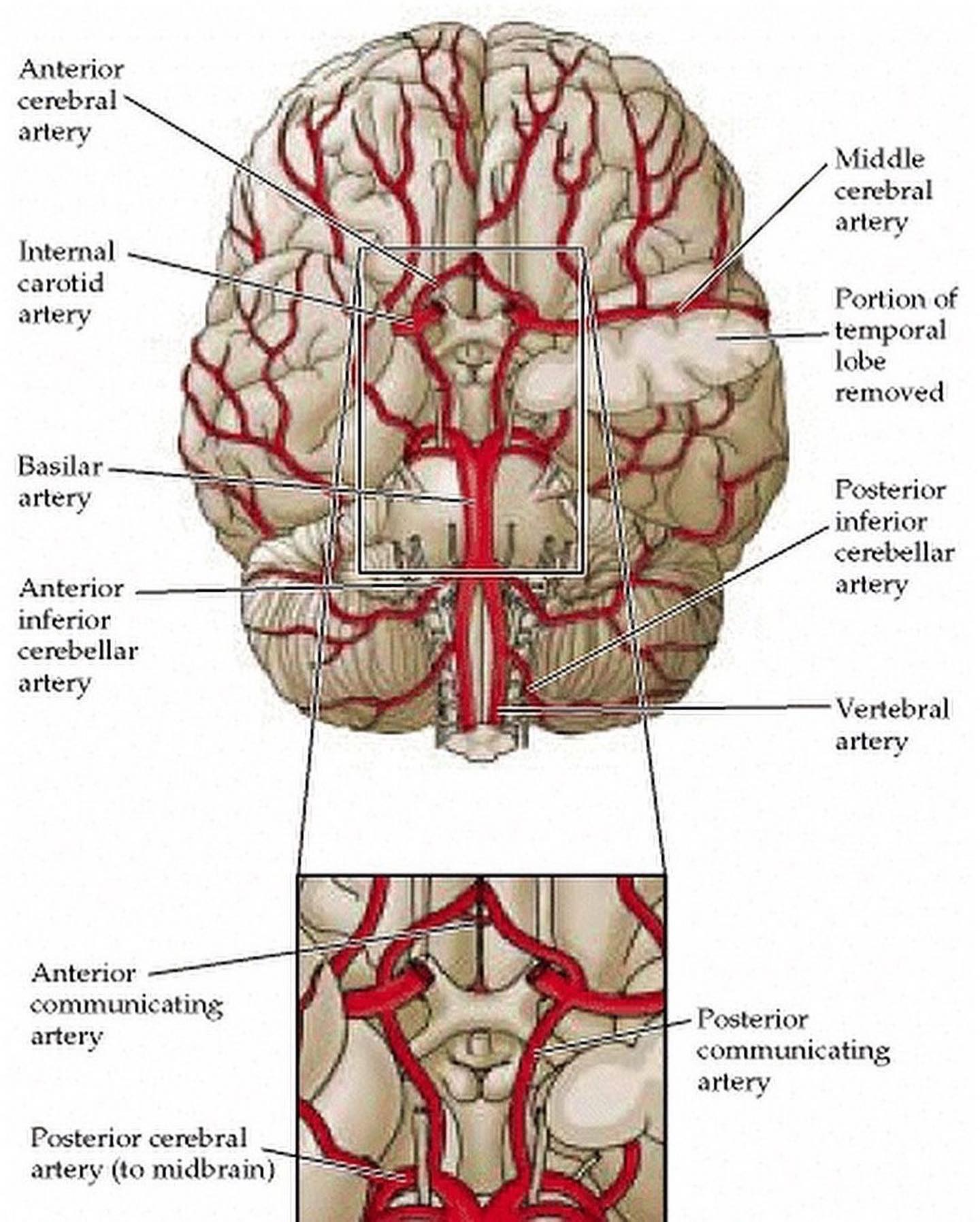 The Circle of Willis(COW) is an important structure for perfusionists ...