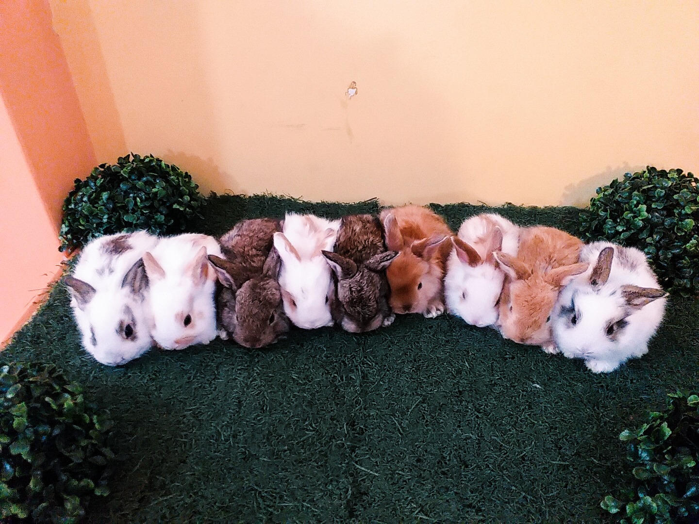 Imperial Rabbit