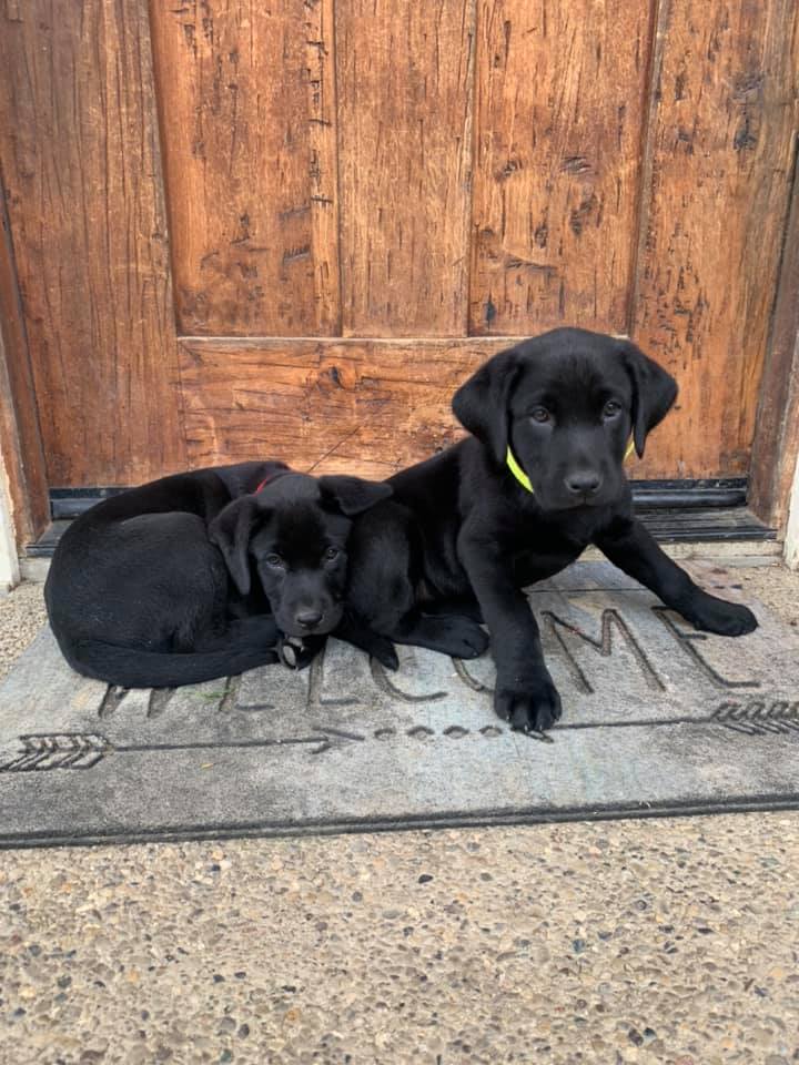 Copper Springs Labradors