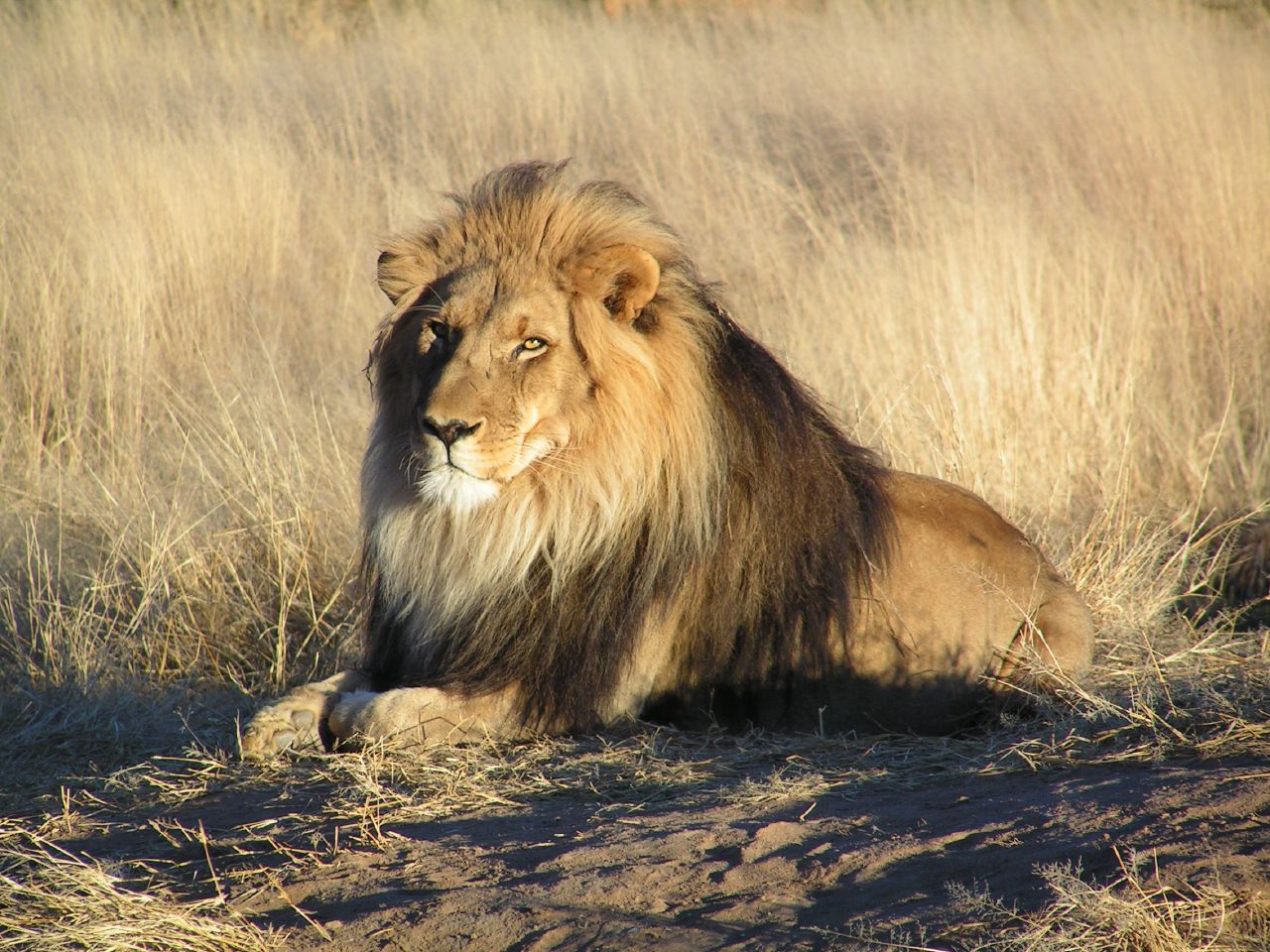 George Adamson Legacy... - George Adamson Legacy Australia