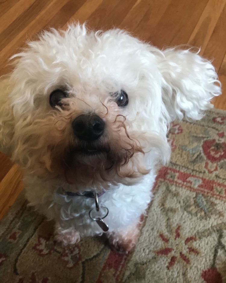 It's Virtual Pet Therapy! Meet our buddy Macey Meadows. She is a 13