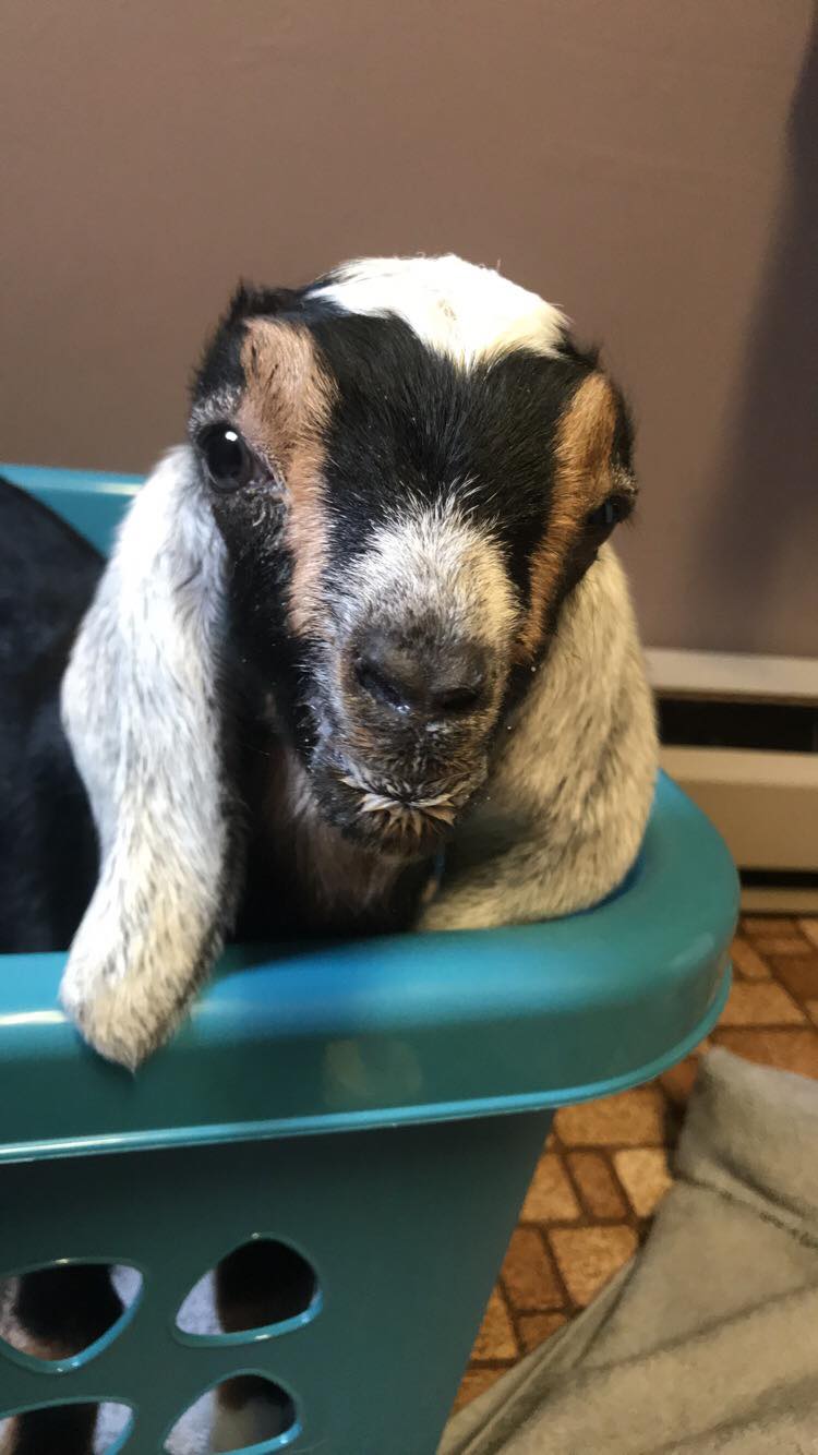 Trail Goats - Trail Goats added a new photo — in Belalp,...
