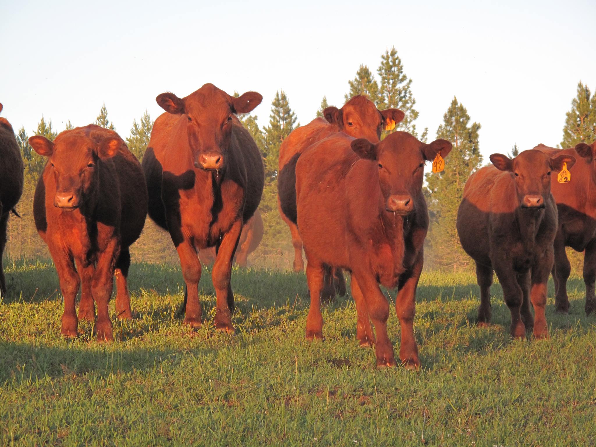 The Selkirk Ranch | Sandpoint ID
