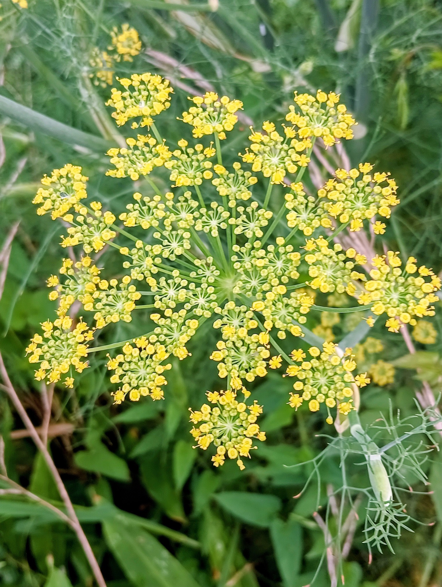 花大好きさん ページ こんばんは！😀 今回は今朝撮ったお花の写真です。 週末の夜をゆっくり