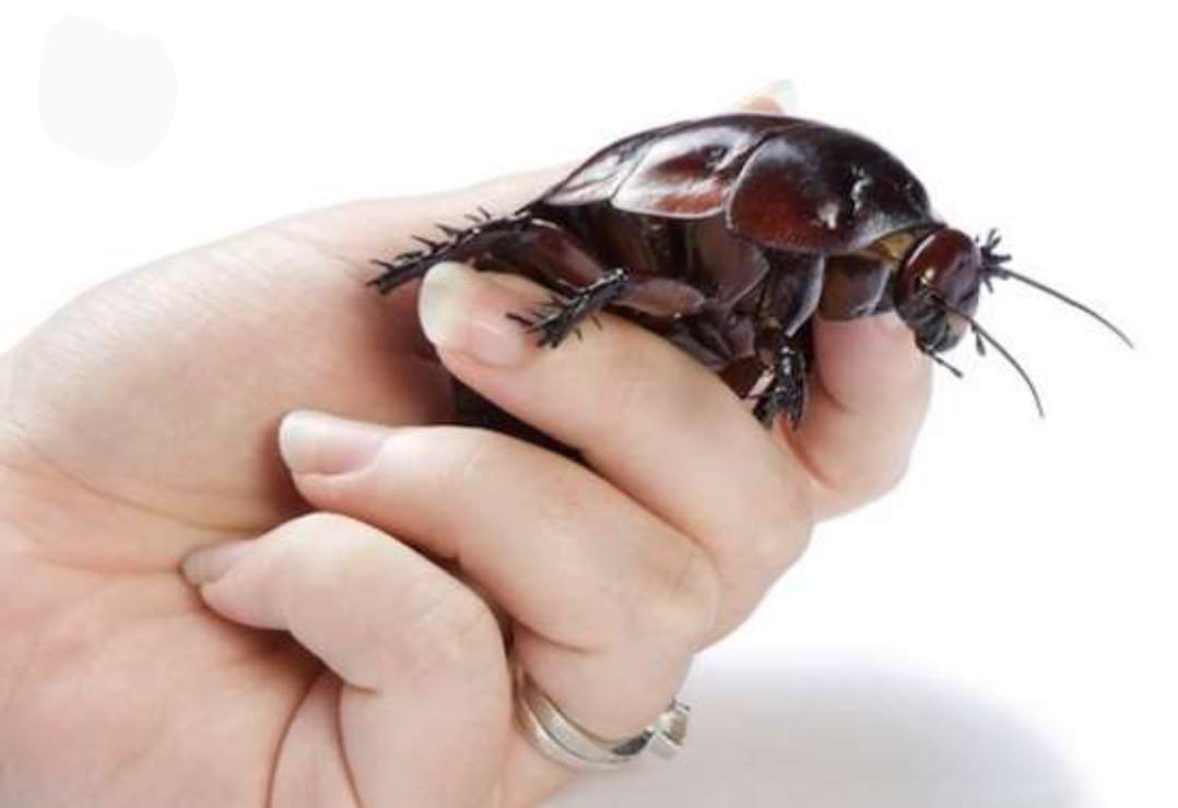 Ortex Guarantee - The Australian Rhinoceros Cockroach. If...