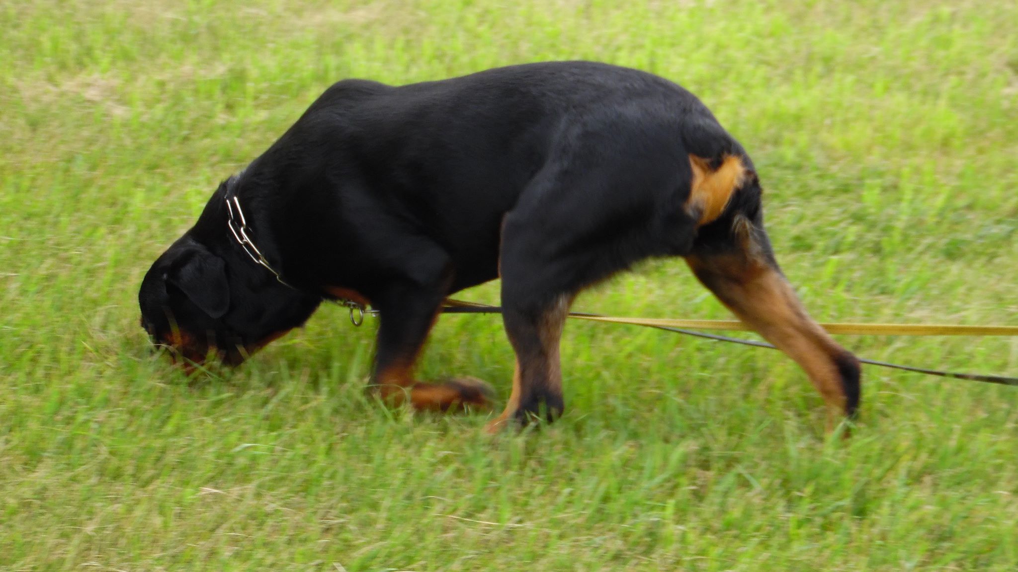 MN Working Rottweiler Association