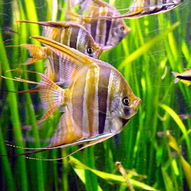 Planktovie - Le koi Angelish ou Pterophyllum est un... | Facebook