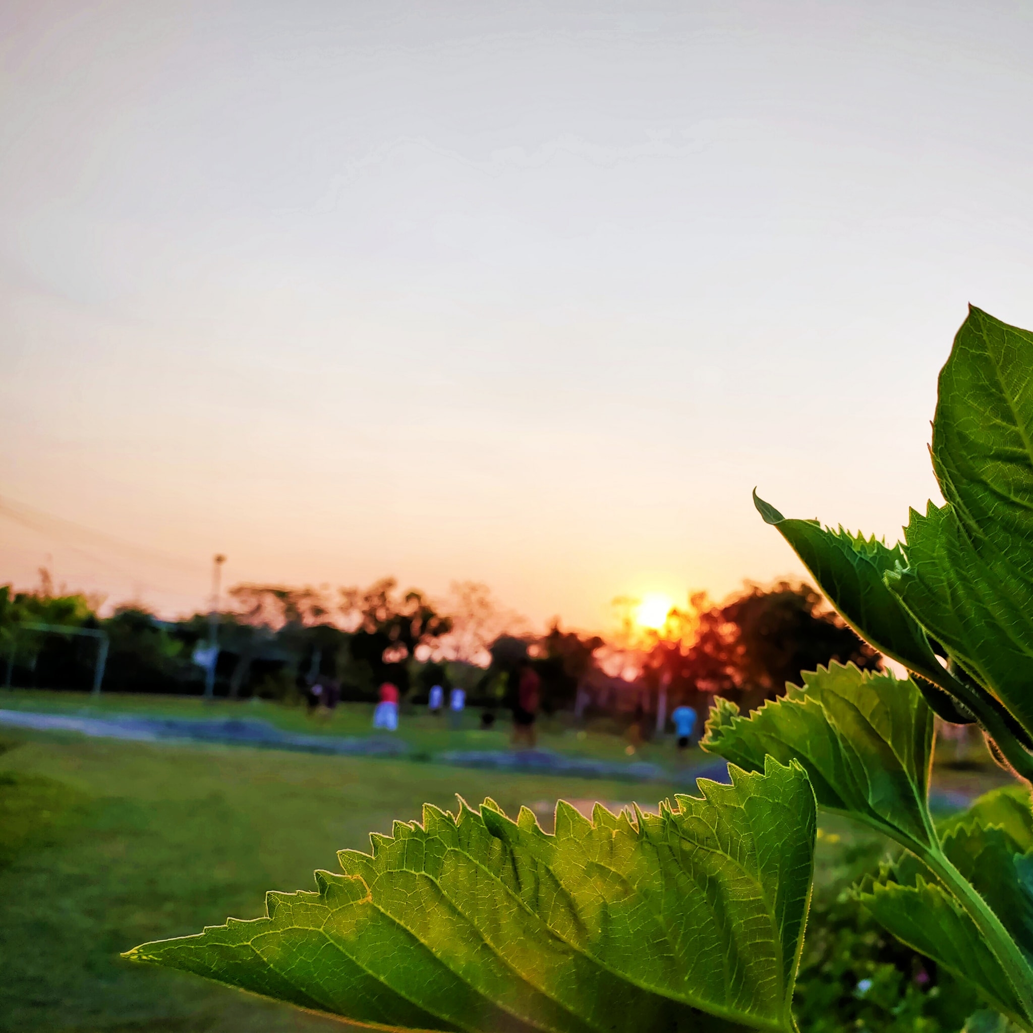 20 - #ดอกทานตะวัน🍀🍃 | Facebook