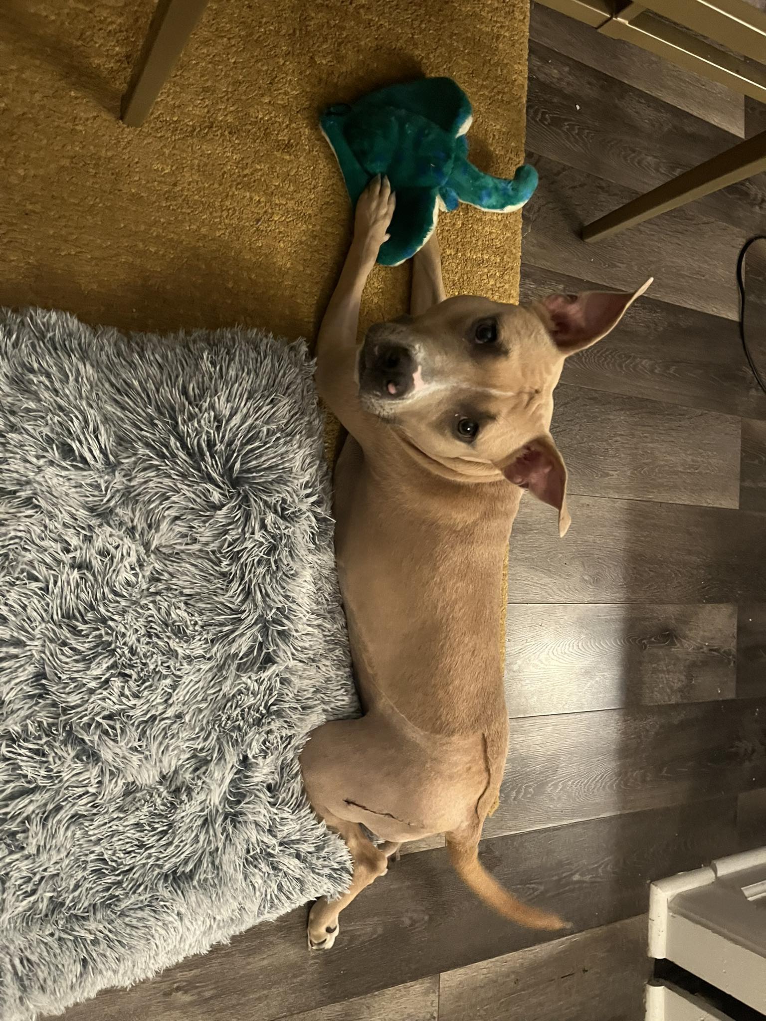 How Much Does It Cost to Amputate a Dog's Leg: Essential Guide