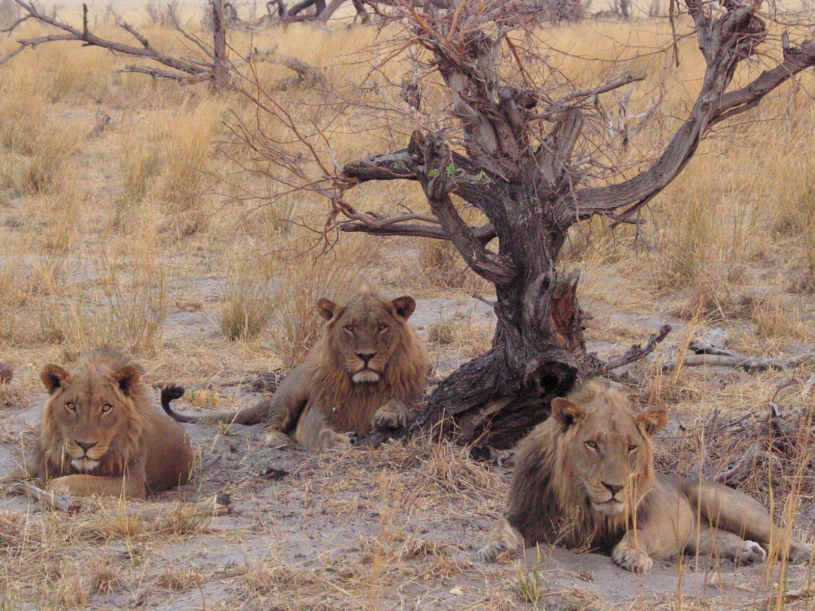 African Predator Conservation Research Organization | Las Vegas NV